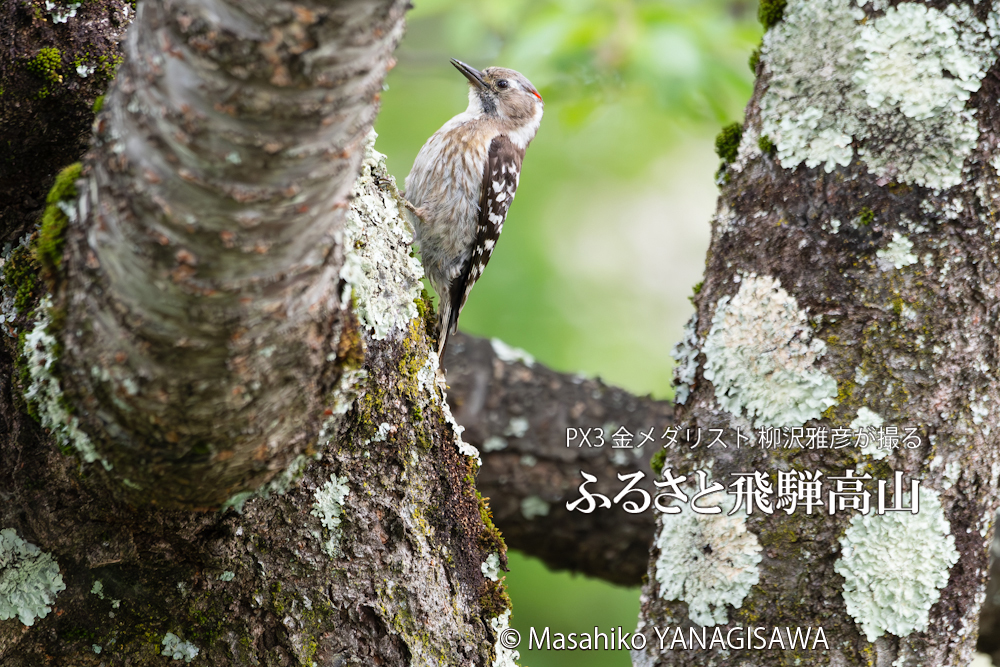 飛騨高山に棲むコゲラ雄の写真。撮影・柳沢雅彦