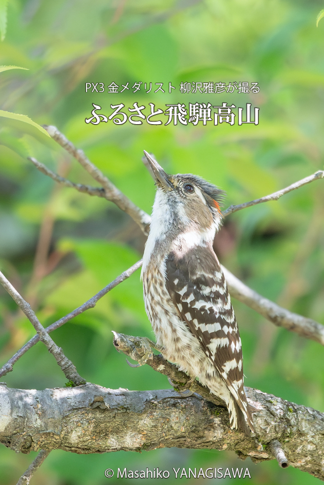 飛騨高山に棲むコゲラ雄の写真。撮影・柳沢雅彦
