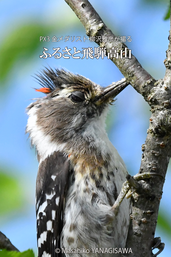 飛騨高山に棲むコゲラ雄の写真。撮影・柳沢雅彦