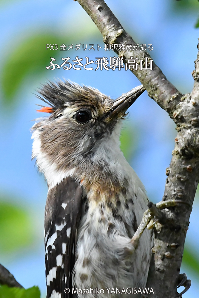 飛騨高山に棲むコゲラ雄の写真。撮影・柳沢雅彦