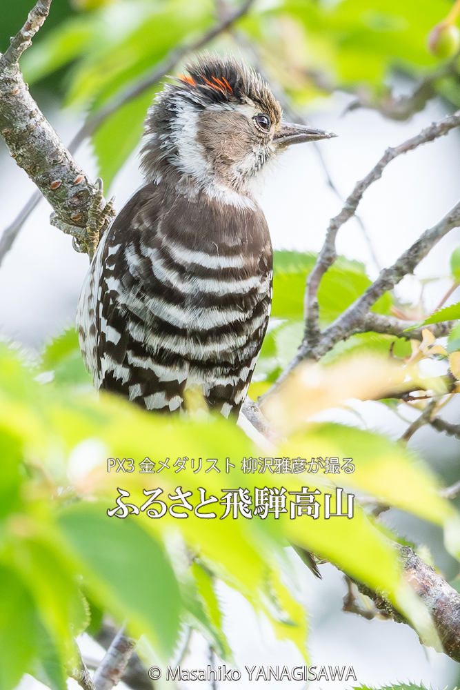 飛騨高山に棲むコゲラ雄の写真。撮影・柳沢雅彦