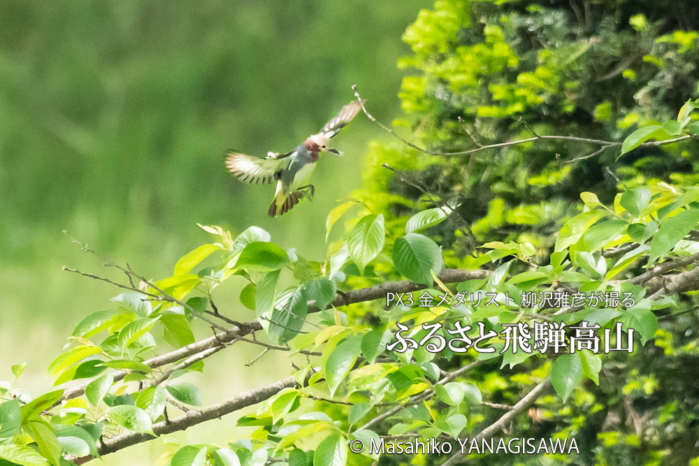 飛騨高山に棲むコムクドリの写真。撮影・柳沢雅彦