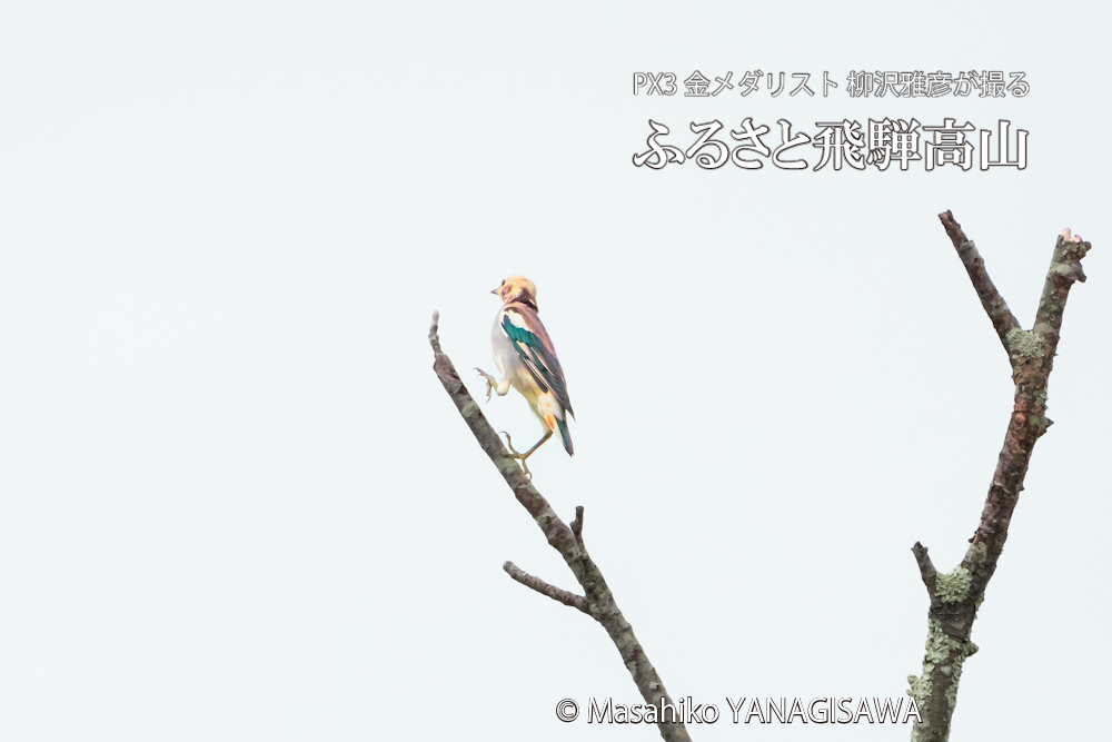 飛騨高山に棲むコムクドリの写真。撮影・柳沢雅彦