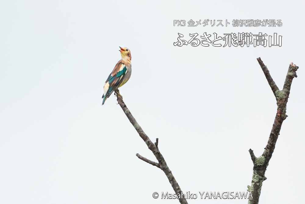 飛騨高山に棲むコムクドリの写真。撮影・柳沢雅彦
