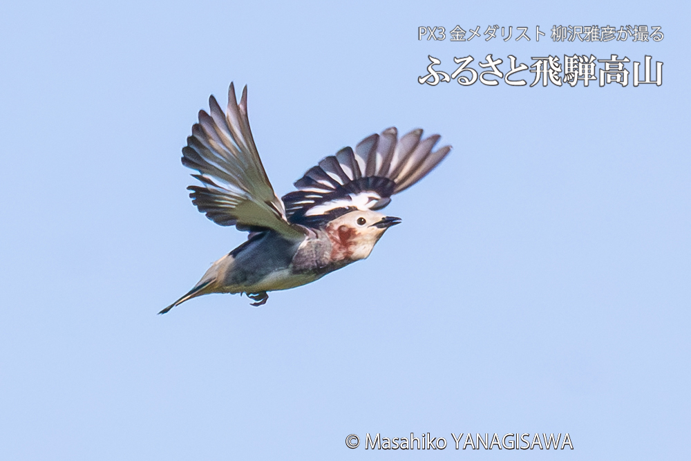 飛騨高山に棲むコムクドリの写真。撮影・柳沢雅彦