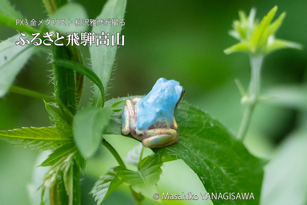 飛騨高山に棲むアマガエルの写真。撮影・柳沢雅彦