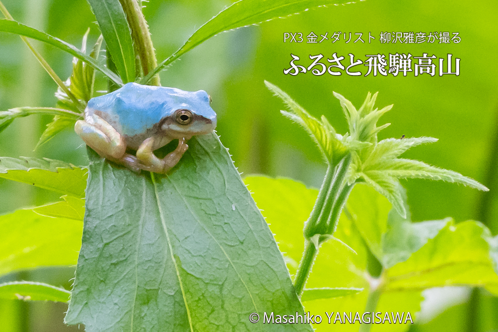 飛騨高山に棲むアマガエルの写真。撮影・柳沢雅彦