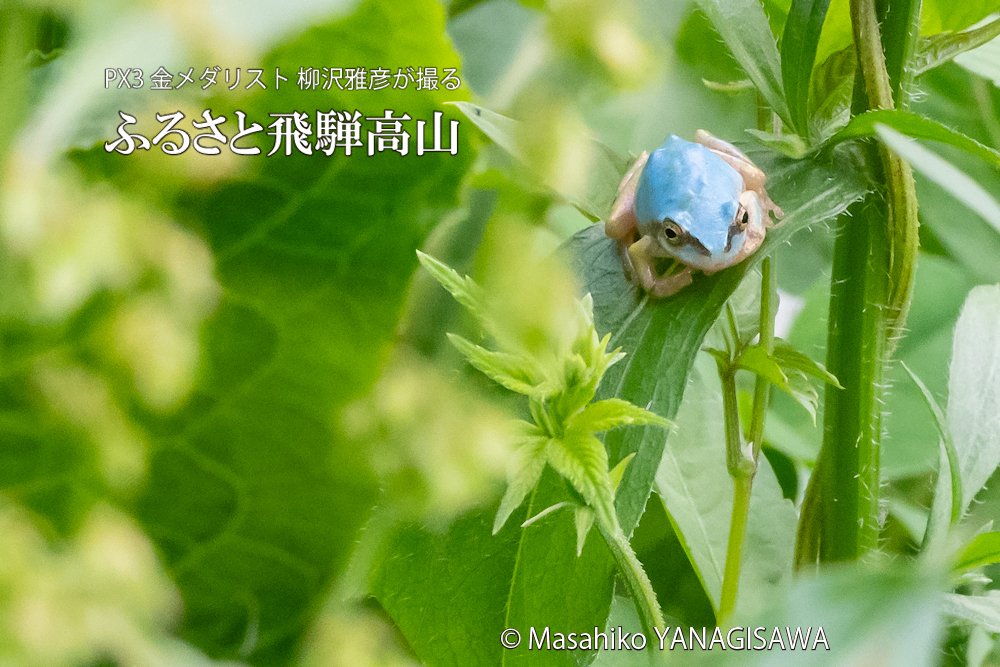 飛騨高山に棲むアマガエルの写真。撮影・柳沢雅彦