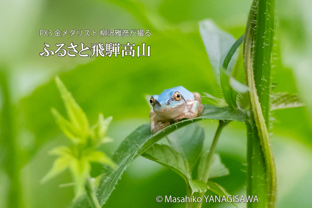 飛騨高山に棲むアマガエルの写真。撮影・柳沢雅彦
