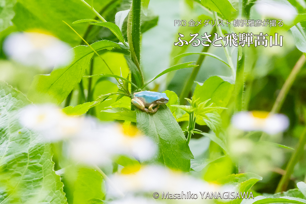 飛騨高山に棲むアマガエルの写真。撮影・柳沢雅彦