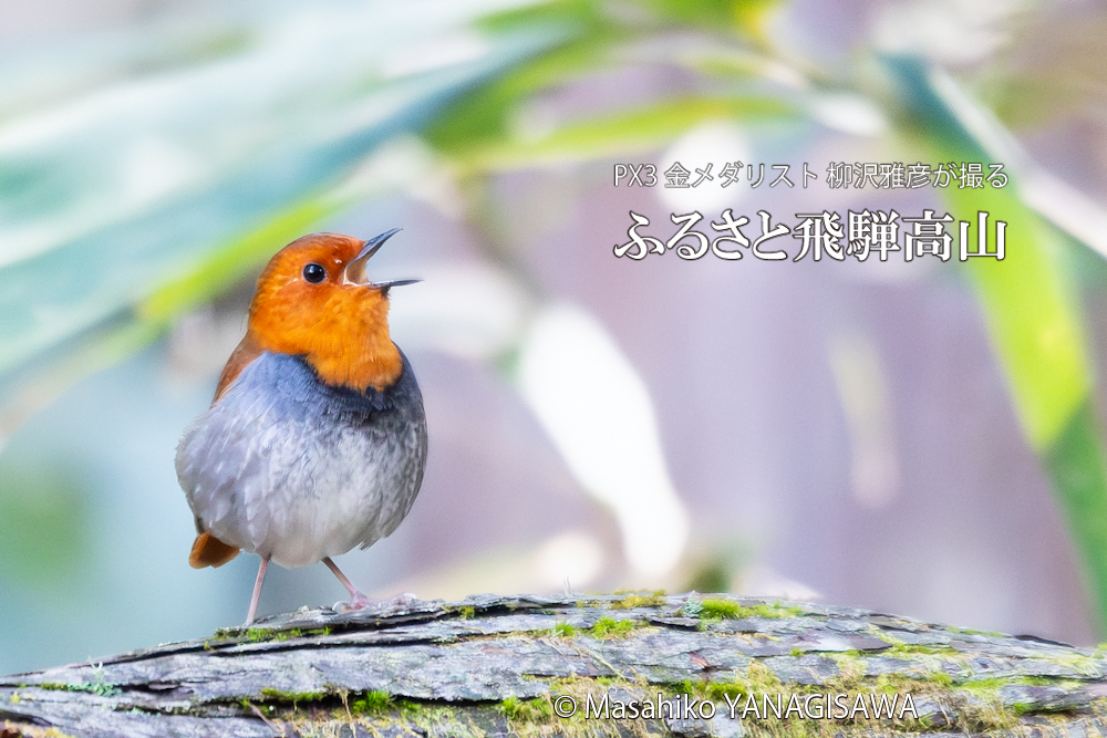 飛騨高山に棲むコマドリの写真。撮影・柳沢雅彦