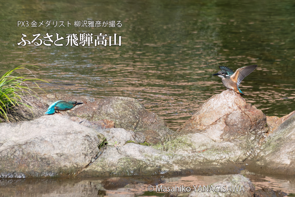 飛騨高山に棲むカワセミの写真。撮影・柳沢雅彦