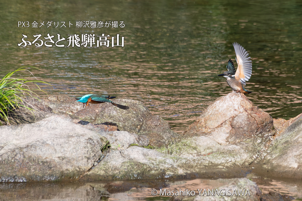飛騨高山に棲むカワセミの写真。撮影・柳沢雅彦