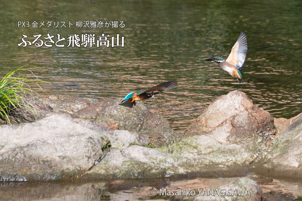 飛騨高山に棲むカワセミの写真。撮影・柳沢雅彦