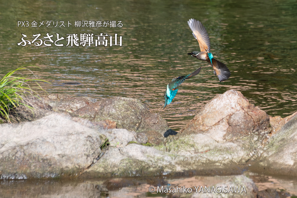 飛騨高山に棲むカワセミの写真。撮影・柳沢雅彦