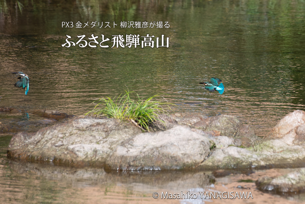 飛騨高山に棲むカワセミの写真。撮影・柳沢雅彦