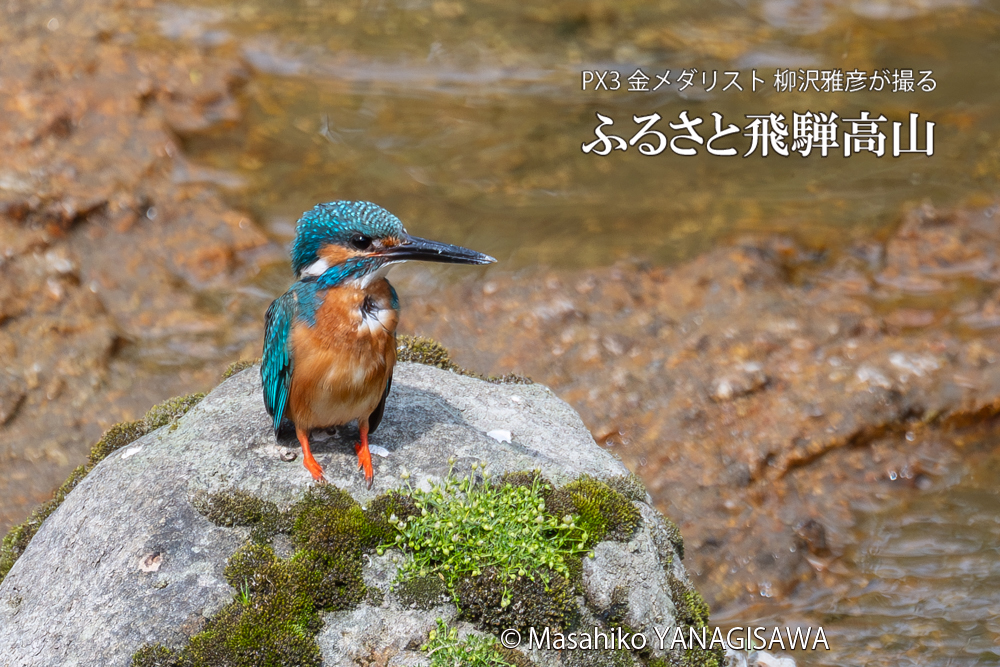 飛騨高山に棲むカワセミの写真。撮影・柳沢雅彦