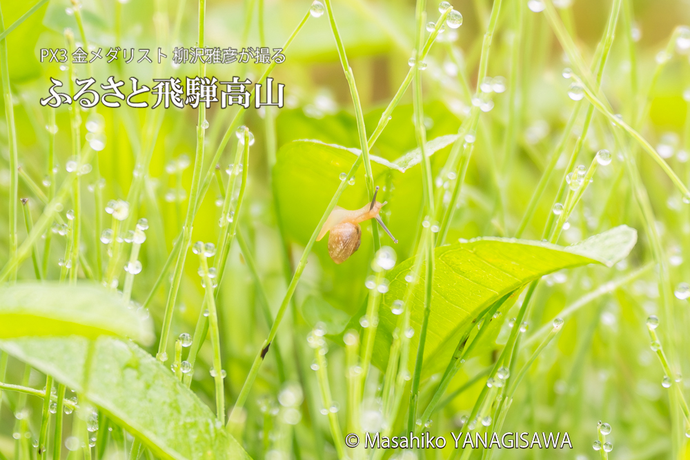 飛騨高山に棲むカタツムリの写真。撮影・柳沢雅彦