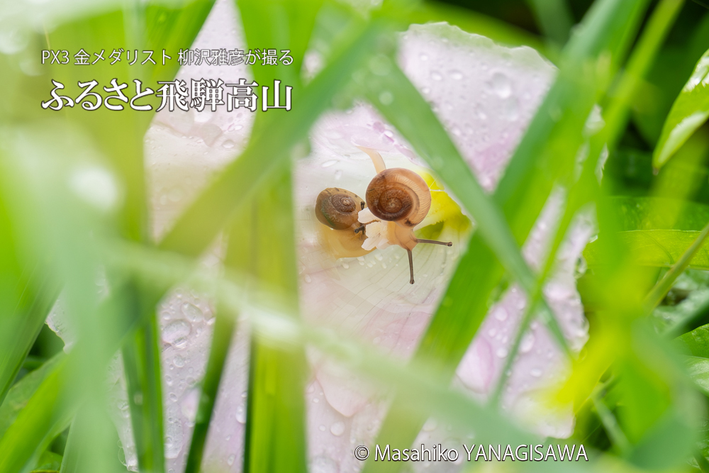 飛騨高山に棲むカタツムリの写真。撮影・柳沢雅彦