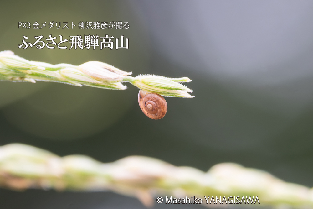 飛騨高山に棲むカタツムリの写真。撮影・柳沢雅彦