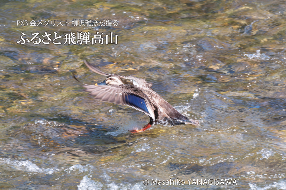 飛騨高山に棲むカルガモの写真。撮影・柳沢雅彦