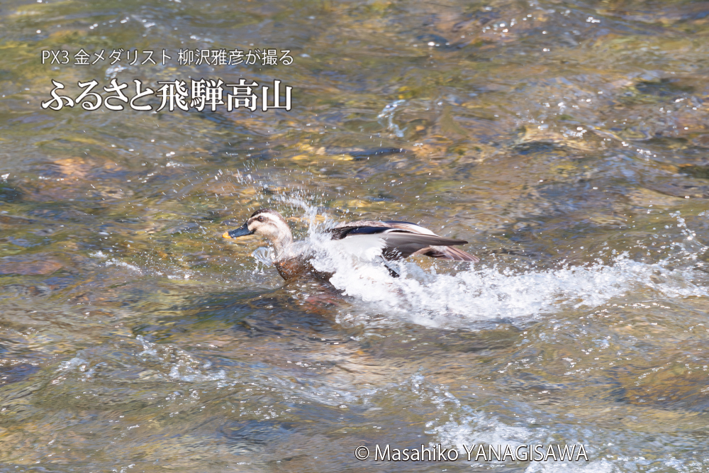 飛騨高山に棲むカルガモの写真。撮影・柳沢雅彦
