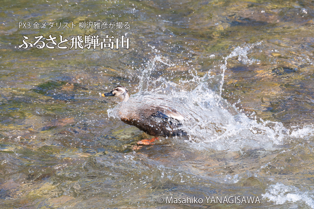 飛騨高山に棲むカルガモの写真。撮影・柳沢雅彦