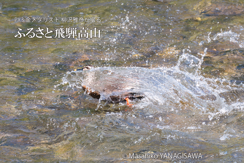飛騨高山に棲むカルガモの写真。撮影・柳沢雅彦