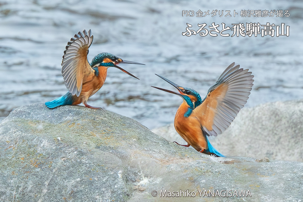 飛騨高山に棲むカワセミの写真。撮影・柳沢雅彦