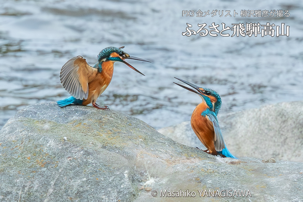 飛騨高山に棲むカワセミの写真。撮影・柳沢雅彦
