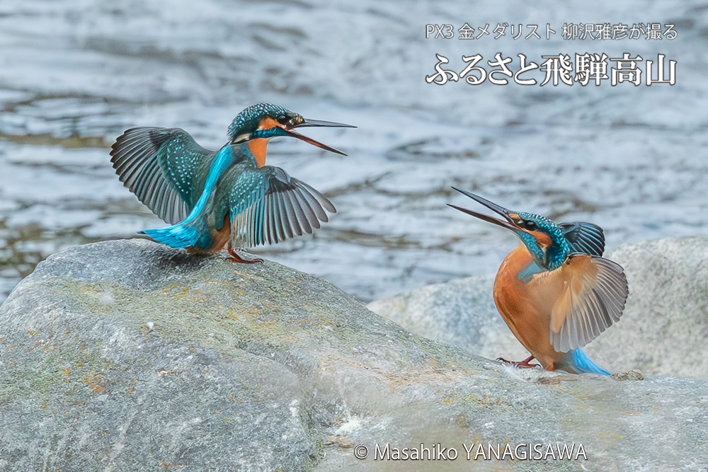 飛騨高山に棲むカワセミの写真。撮影・柳沢雅彦