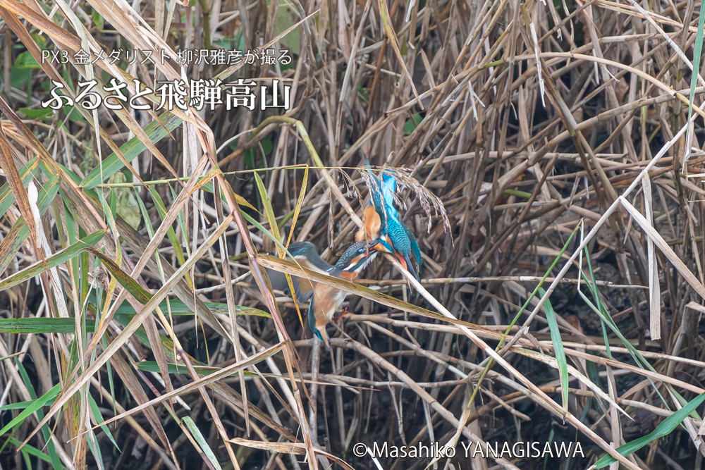 飛騨高山に棲むカワセミの写真。撮影・柳沢雅彦