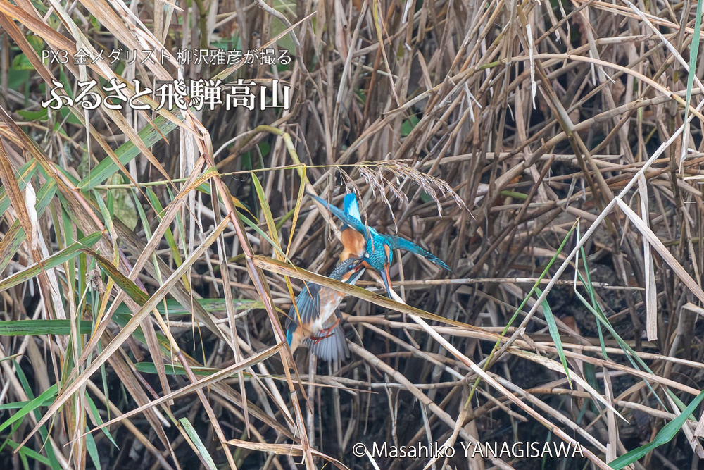 飛騨高山に棲むカワセミの写真。撮影・柳沢雅彦