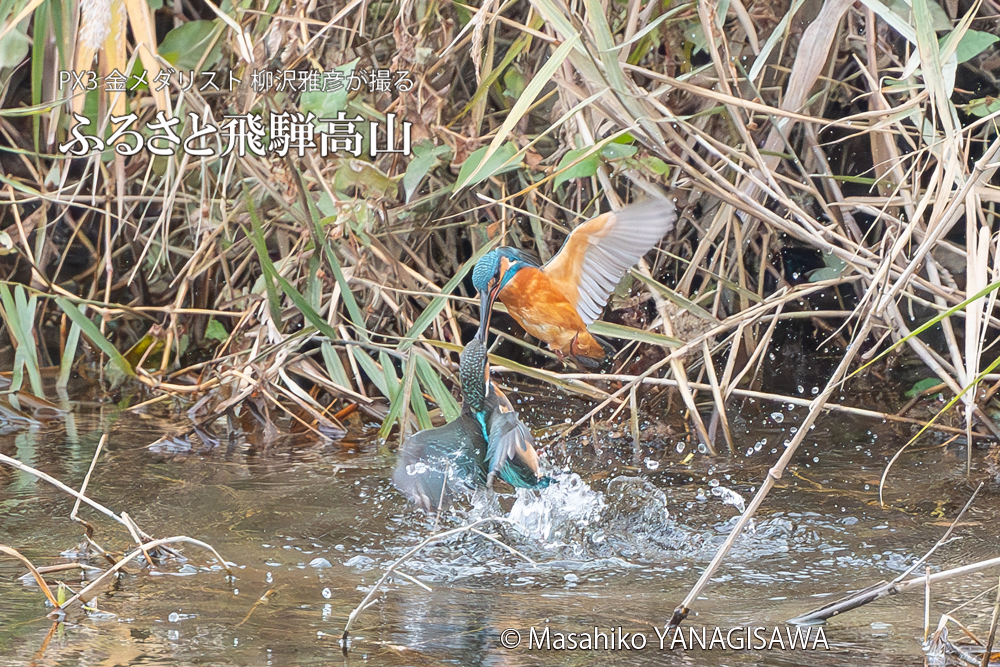 飛騨高山に棲むカワセミの写真。撮影・柳沢雅彦