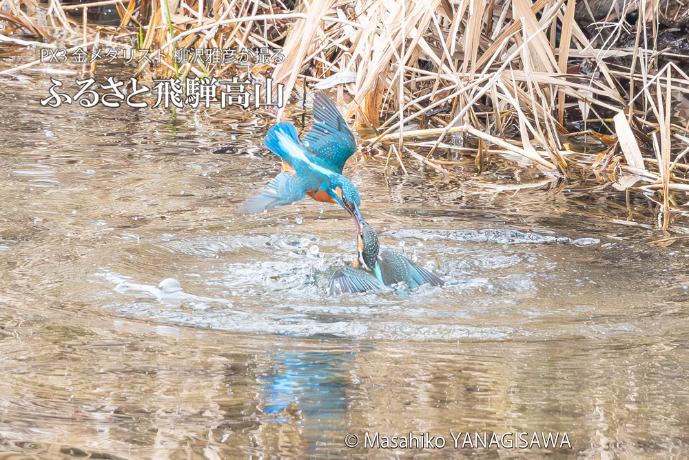 飛騨高山に棲むカワセミの写真。撮影・柳沢雅彦