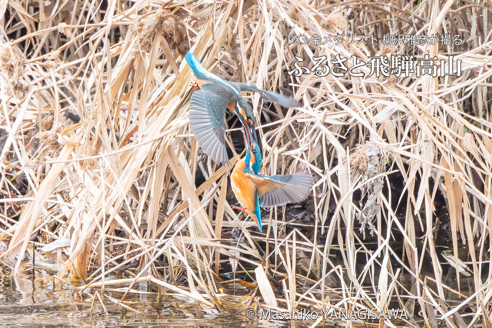 飛騨高山に棲むカワセミの写真。撮影・柳沢雅彦
