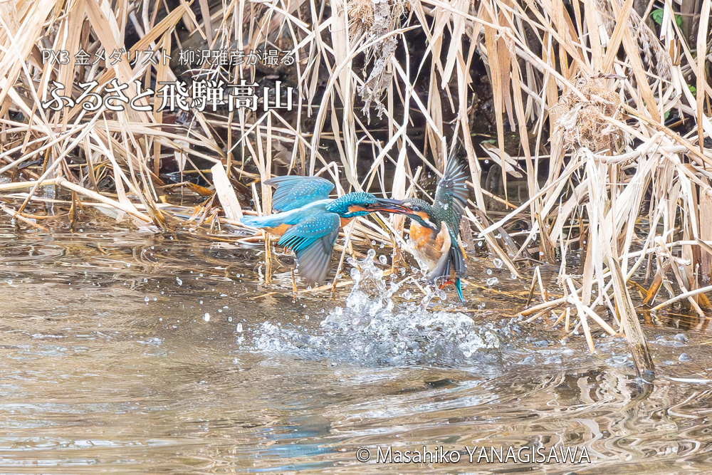 飛騨高山に棲むカワセミの写真。撮影・柳沢雅彦