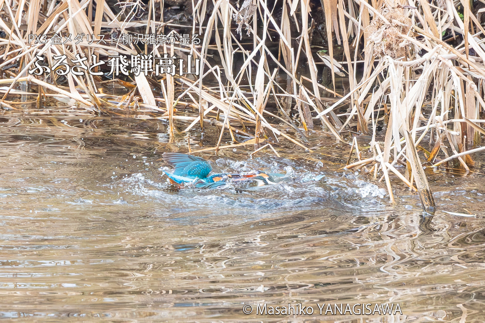 飛騨高山に棲むカワセミの写真。撮影・柳沢雅彦