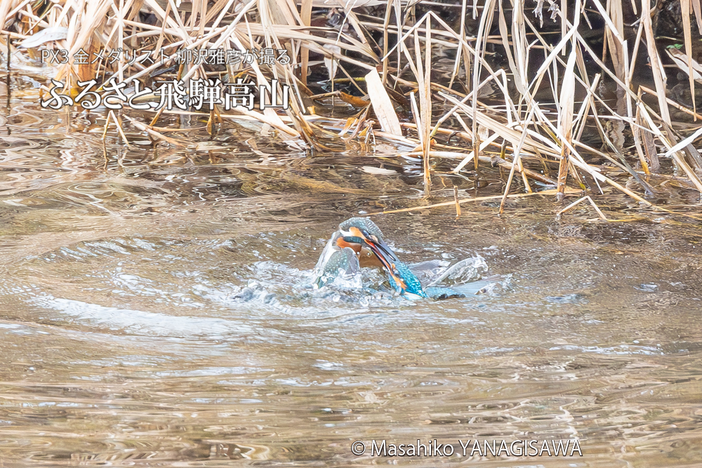 飛騨高山に棲むカワセミの写真。撮影・柳沢雅彦