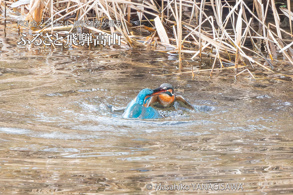飛騨高山に棲むカワセミの写真。撮影・柳沢雅彦