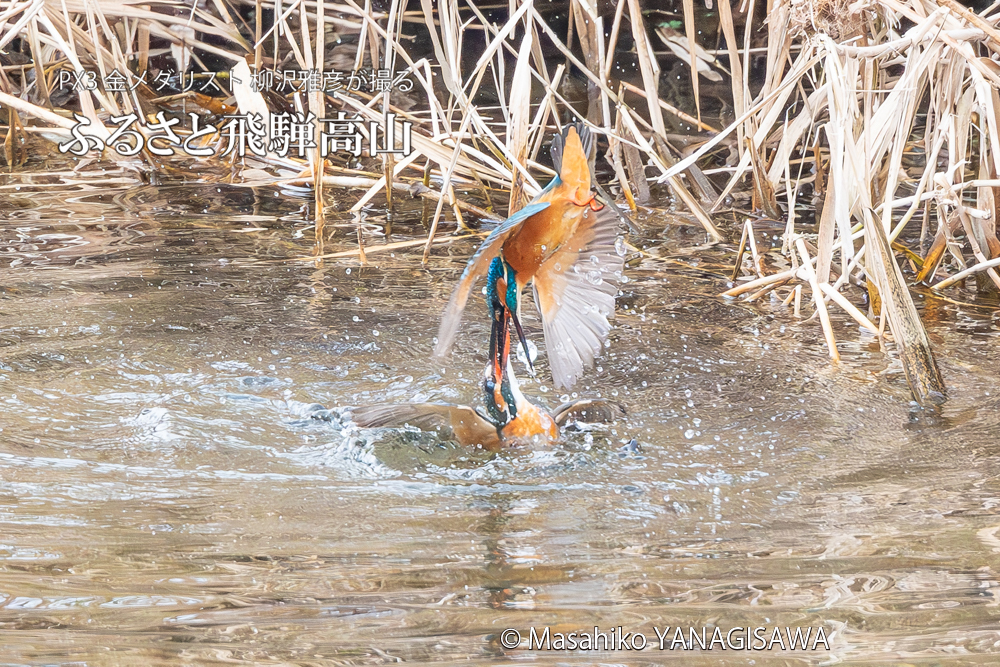 飛騨高山に棲むカワセミの写真。撮影・柳沢雅彦