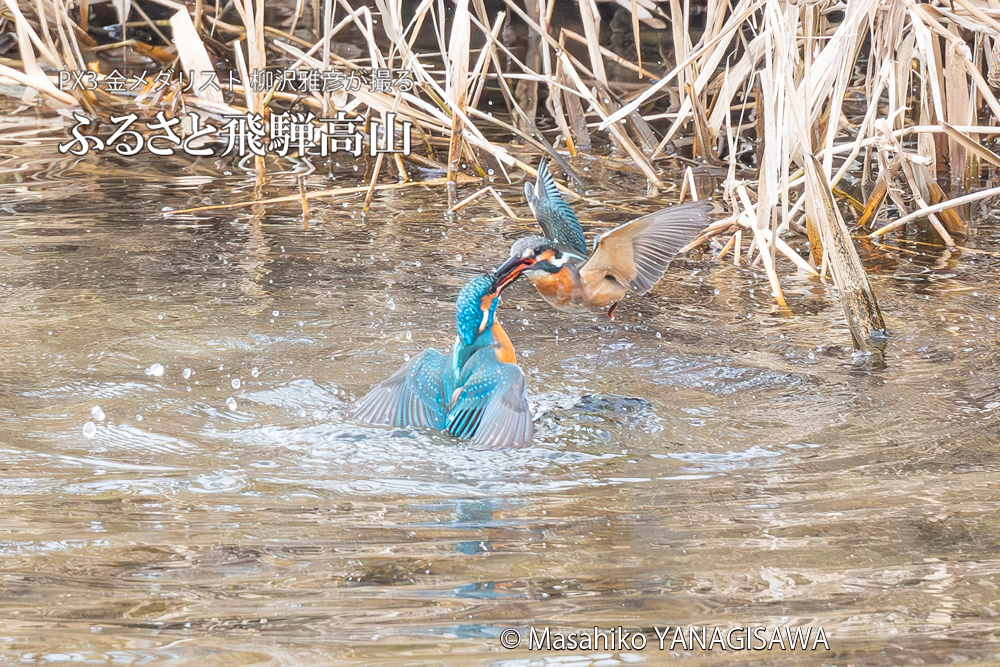 飛騨高山に棲むカワセミの写真。撮影・柳沢雅彦