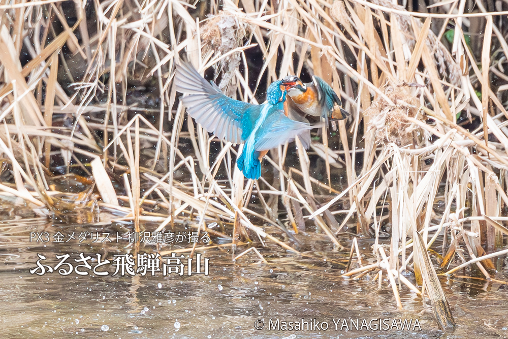 飛騨高山に棲むカワセミの写真。撮影・柳沢雅彦