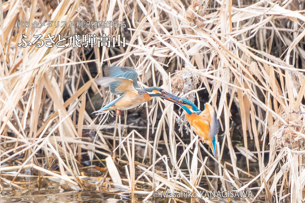 飛騨高山に棲むカワセミの写真。撮影・柳沢雅彦