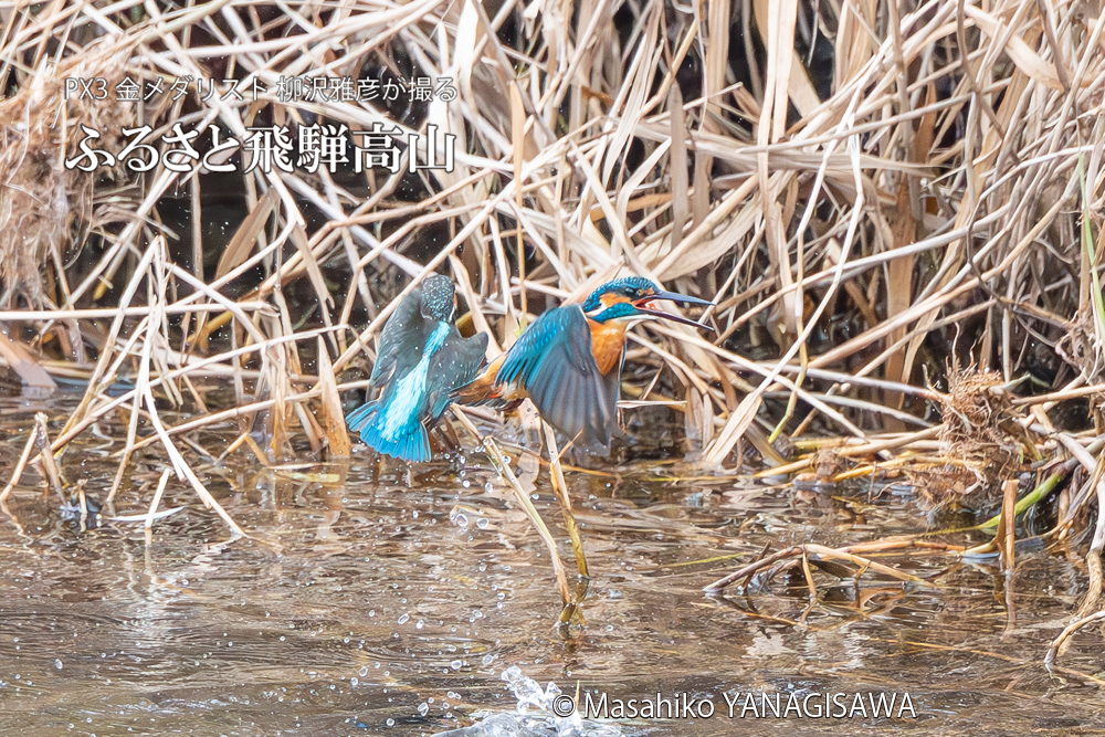 飛騨高山に棲むカワセミの写真。撮影・柳沢雅彦