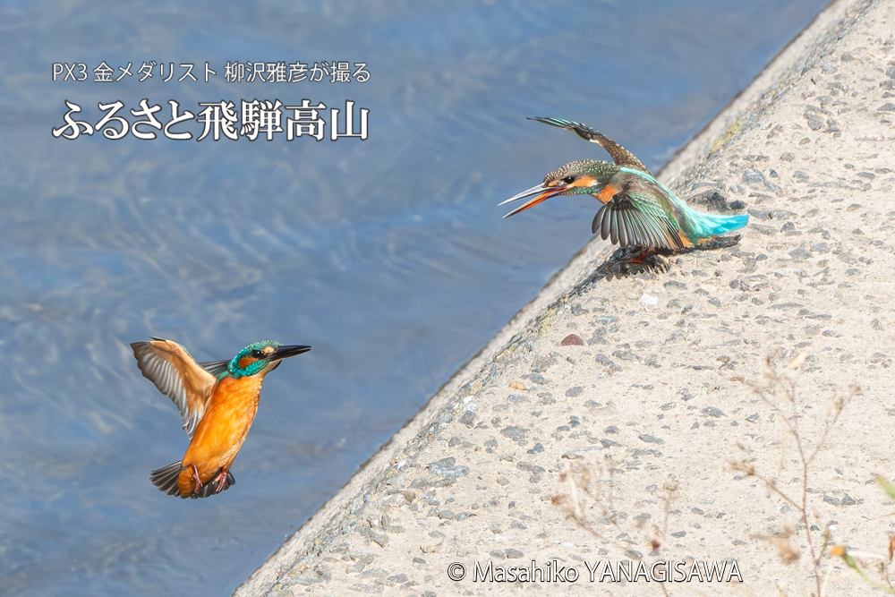飛騨高山に棲むカワセミの写真。撮影・柳沢雅彦