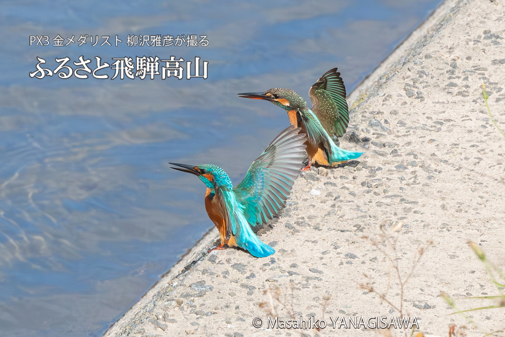 飛騨高山に棲むカワセミの写真。撮影・柳沢雅彦
