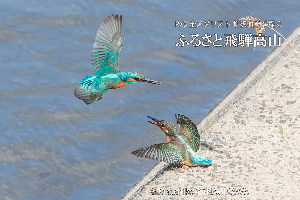 飛騨高山に棲むカワセミの写真。撮影・柳沢雅彦