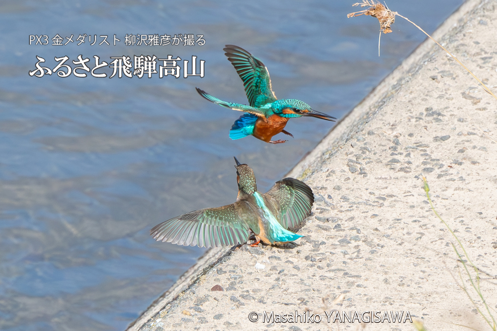 飛騨高山に棲むカワセミの写真。撮影・柳沢雅彦