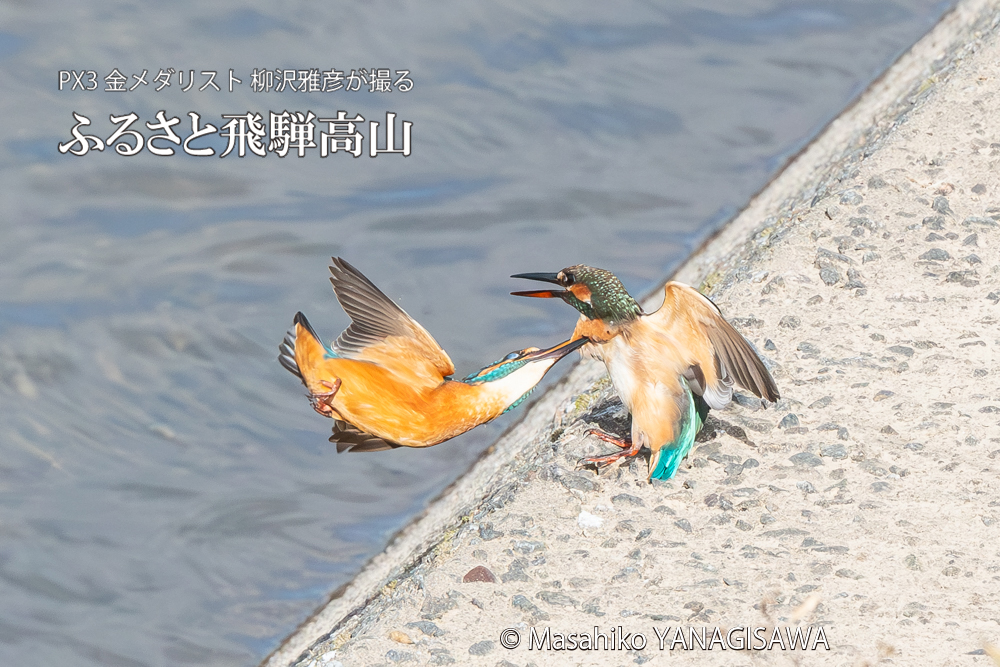 飛騨高山に棲むカワセミの写真。撮影・柳沢雅彦